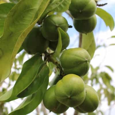 Hoja verde simbolizando un producto sostenible