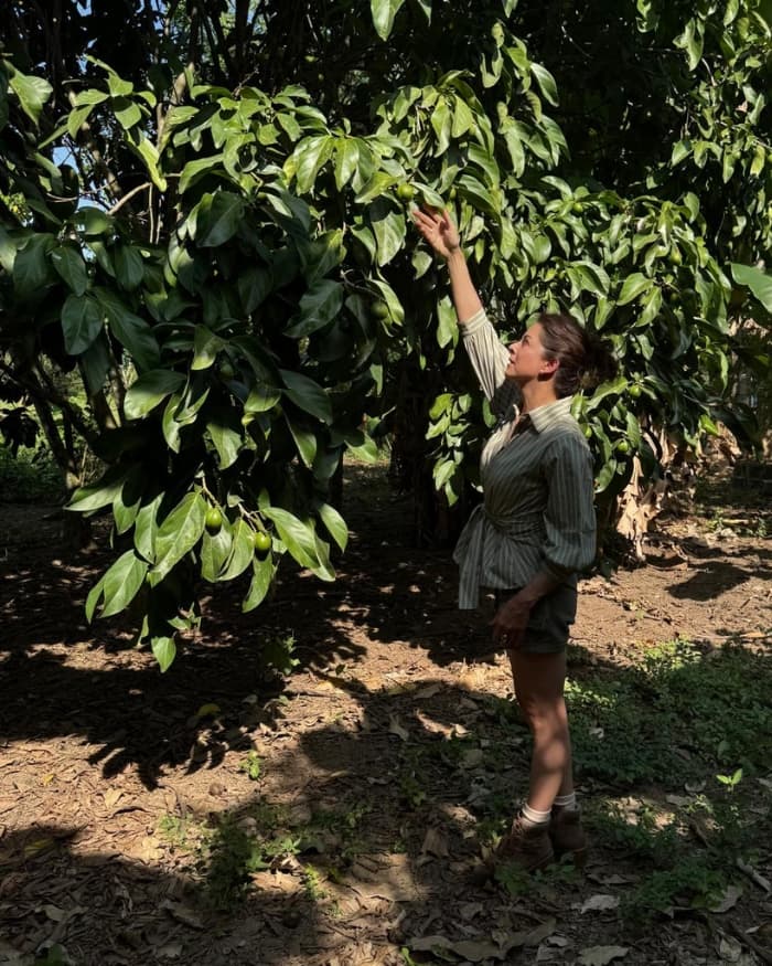 Manos cosechando nueces de Cacay de forma artesanal