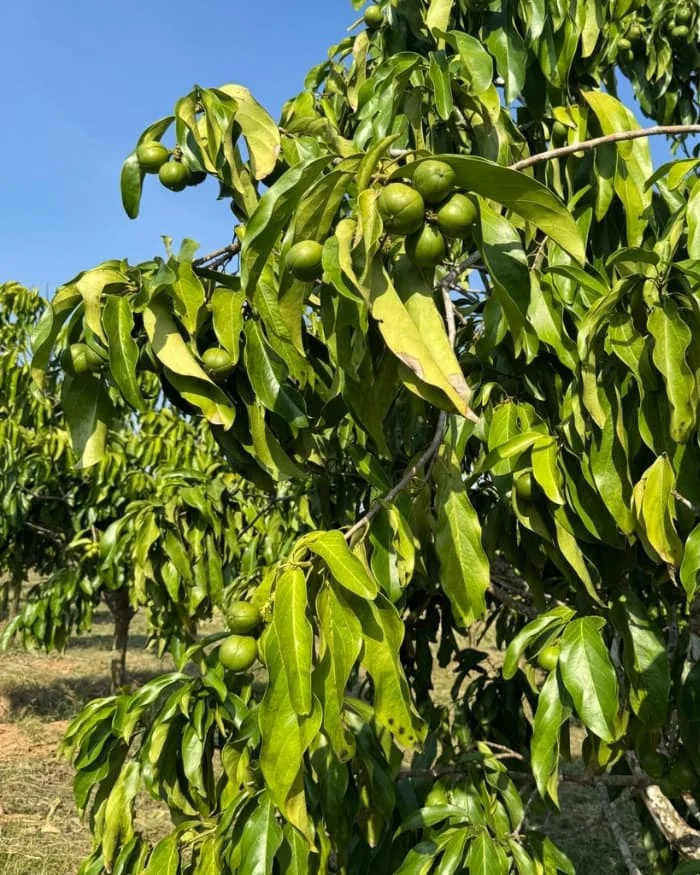 Árbol de Cacay creciendo en su hábitat natural