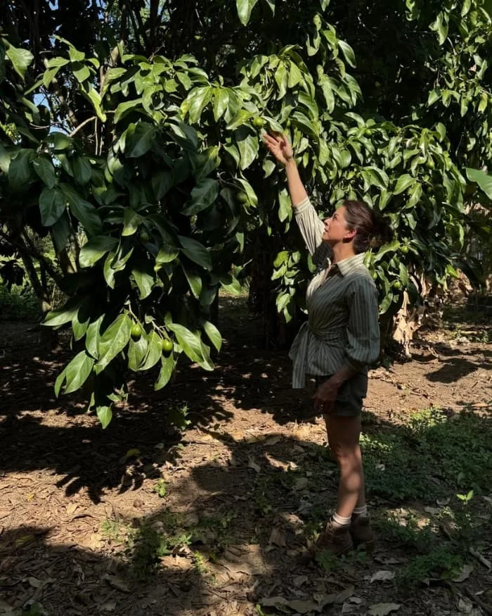 Manos cosechando nueces de Cacay de forma artesanal