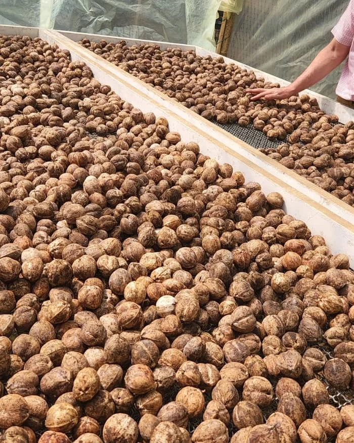 Equipo de laboratorio controlando la extracción del aceite de Cacay