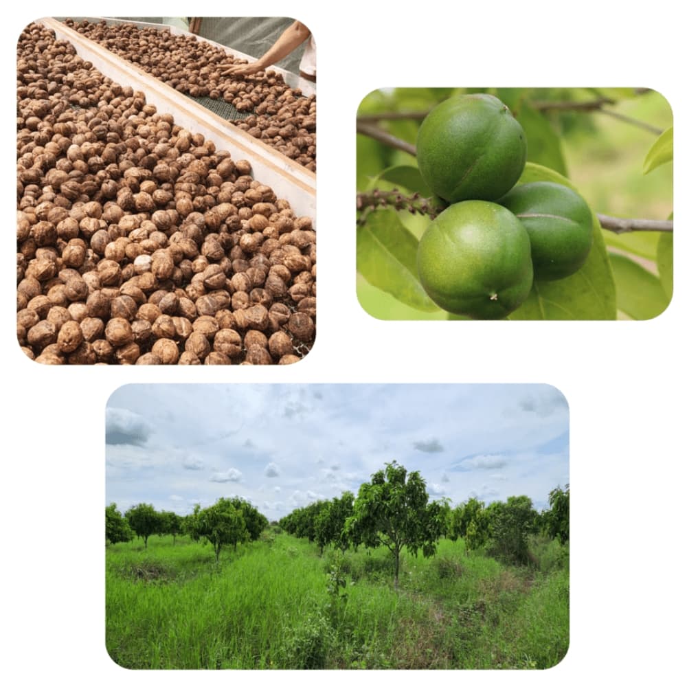 Vista aérea de la plantación de Cacay de L'oricay
