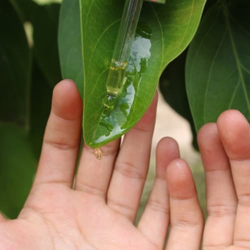 Ilustración de ingredientes naturales del aceite L'oricay