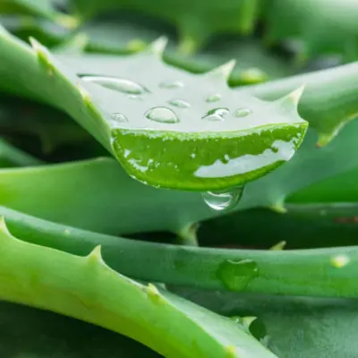 Aloe Vera H