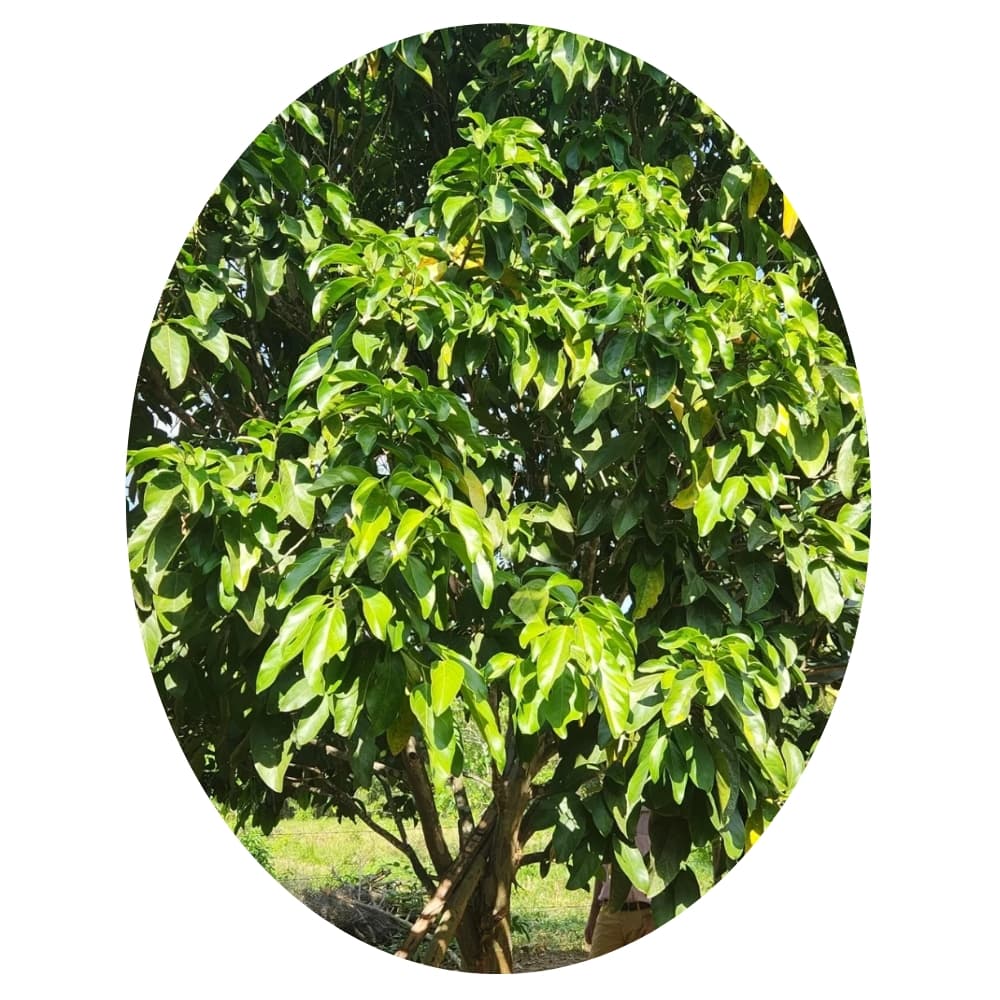 Árbol de Cacay en la plantación de L'oricay