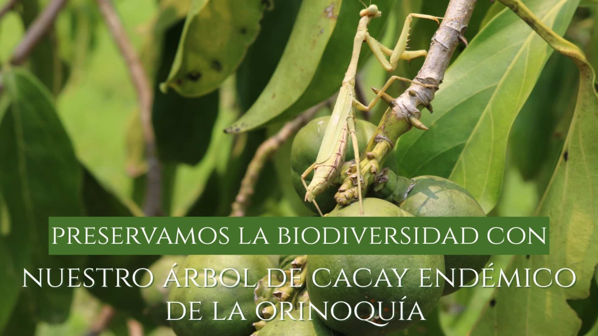 Portada del video sobre sostenibilidad