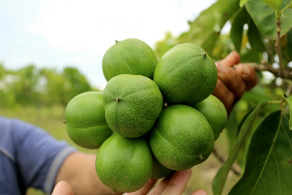 Mano sosteniendo un racimo de frutos verdes de Cacay en la plantación L'ORICAY del Casanare