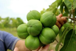 Mano sosteniendo un racimo de frutos verdes de Cacay en la plantación L'ORICAY del Casanare