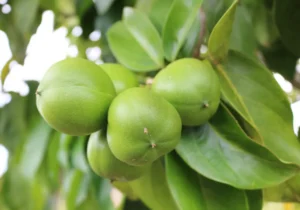 Aceite de Cacay premium en frasco vidrio ambar